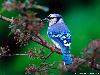 Blue Bird Wallpaper Beautiful