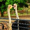 aDIL KHAN KissiNG His WIfe