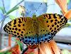 BEautiful Butterlfly