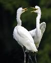 Next picture :: Cute birds