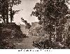 Next picture :: Muree Mall Road 1861