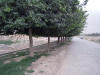 Previous picture :: Log Road